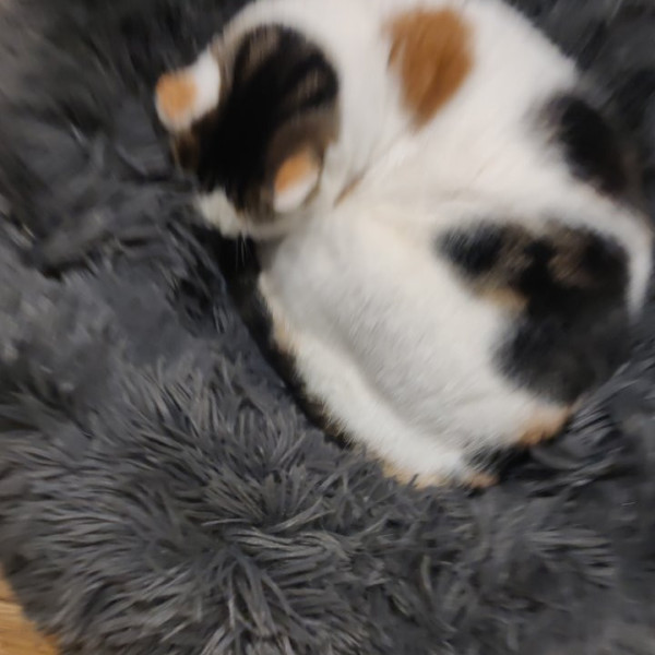Lila