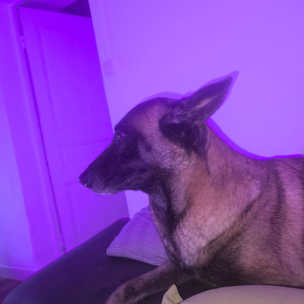 Ori
