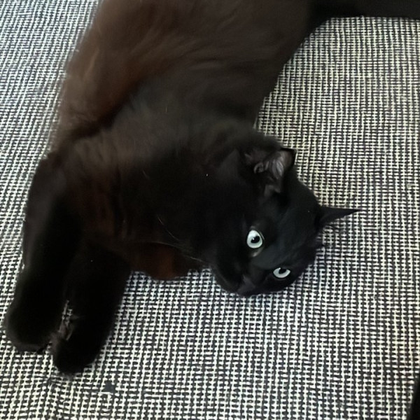 Ninja