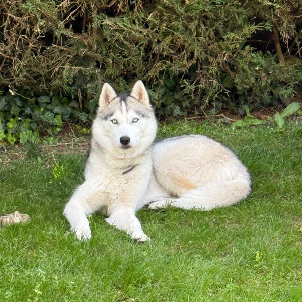 Vaia