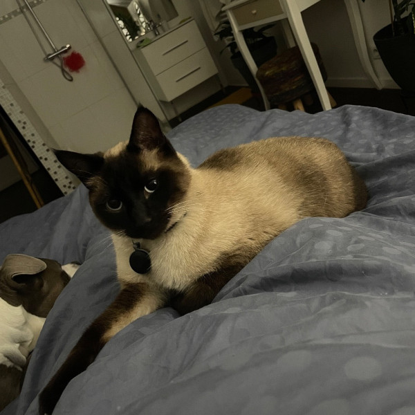 Loki