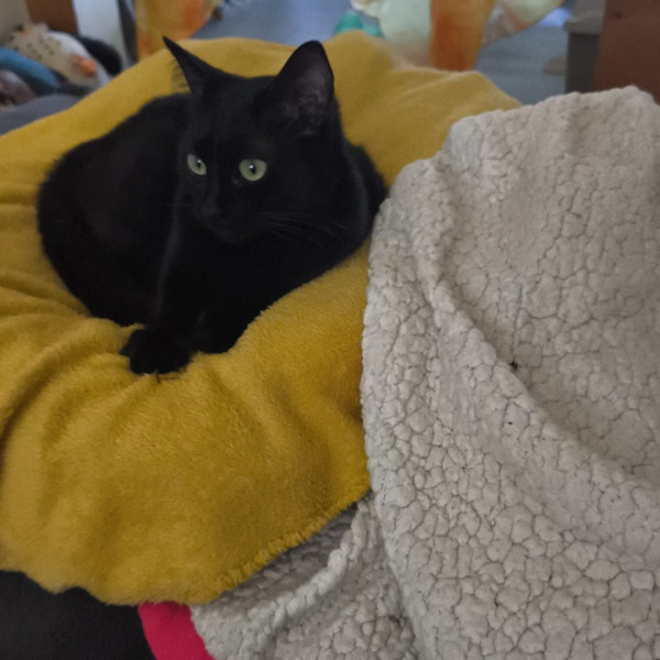 Titi chat