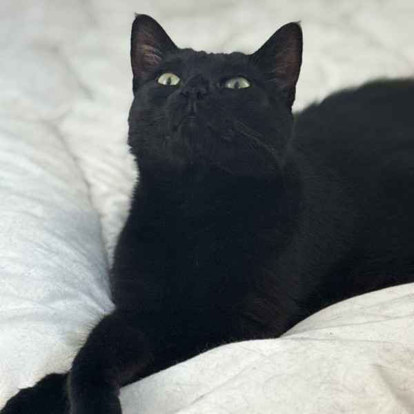 Salem