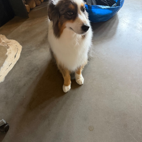 Obi