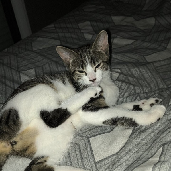 Kalya