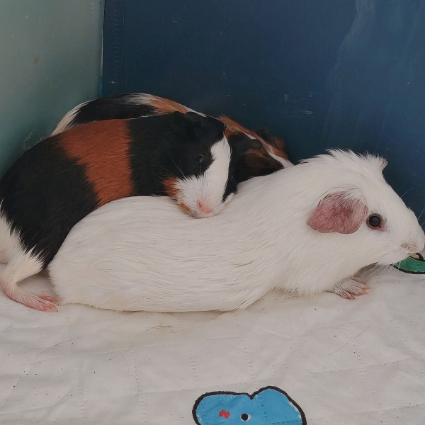 12 cochons d'inde