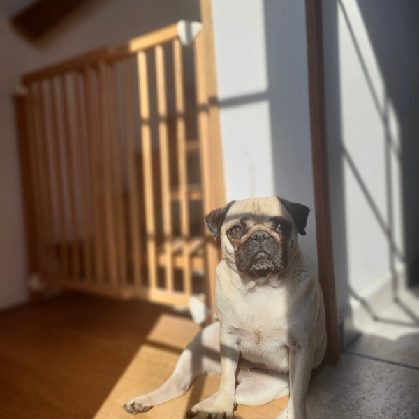 Chispi