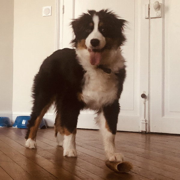 Twixi