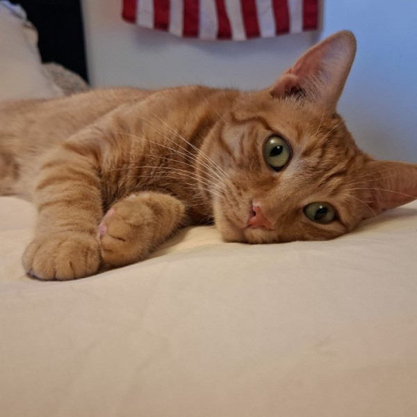 Caramel