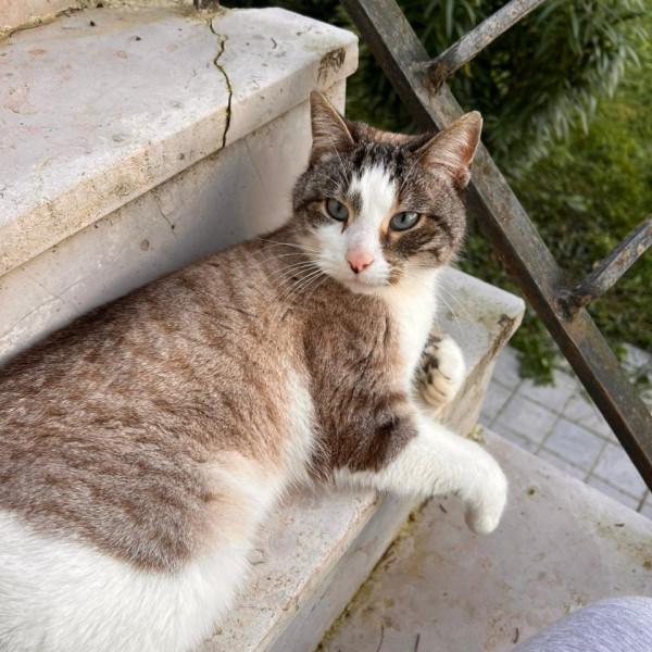 Shaggy titou