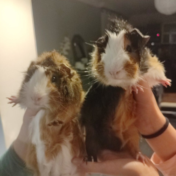 Guizmo et T'choupi