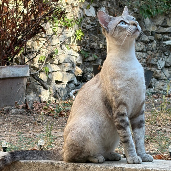 Lili