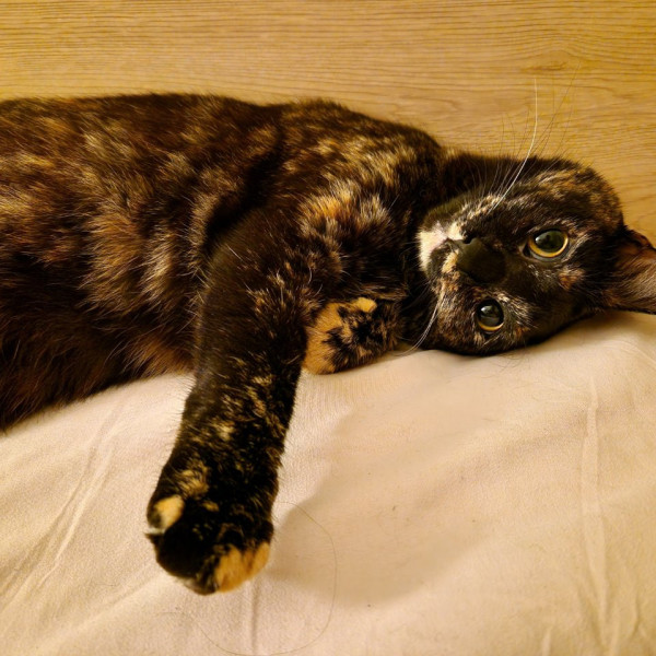 Naya