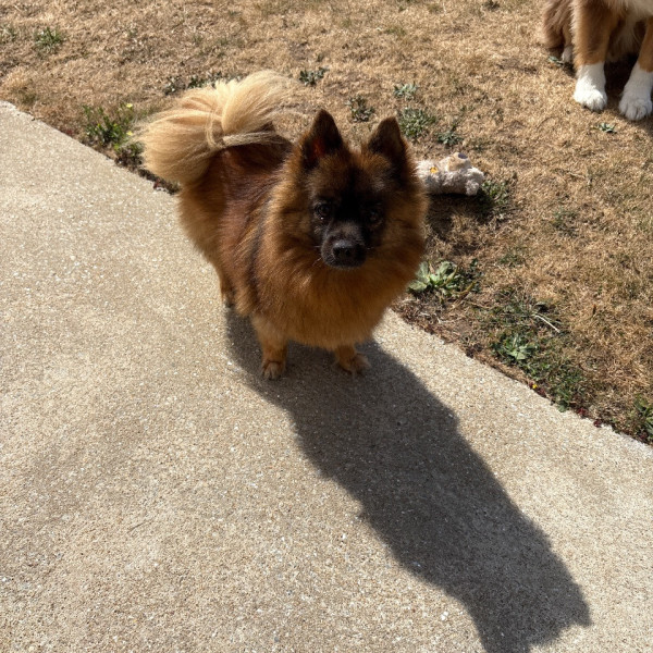 Loona