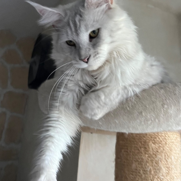 Sultan