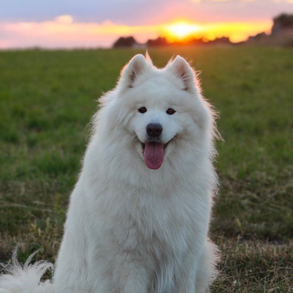 Yuki