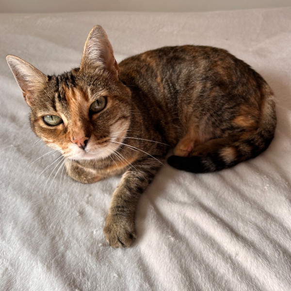 Noisette