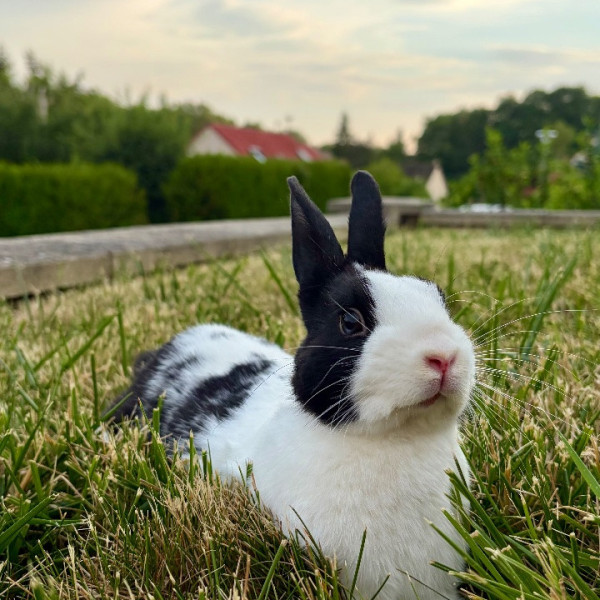 Bunny