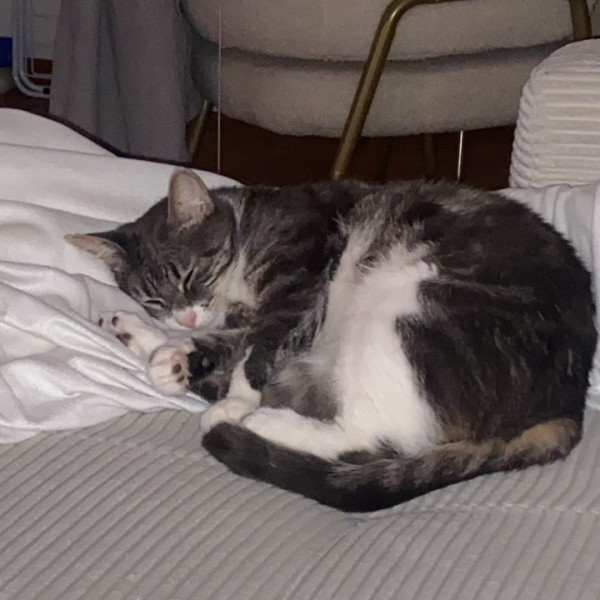 Mimi