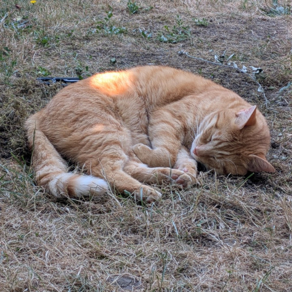 Gimli