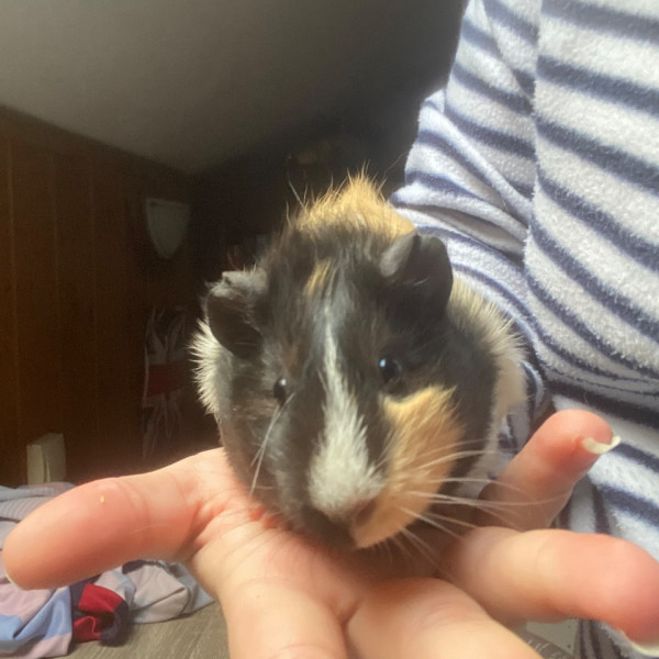 Péppé