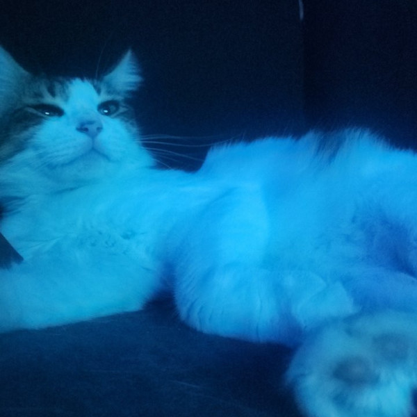 diva