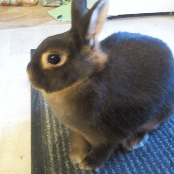 Cannelle