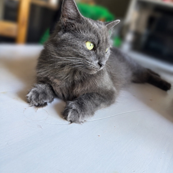 Raya