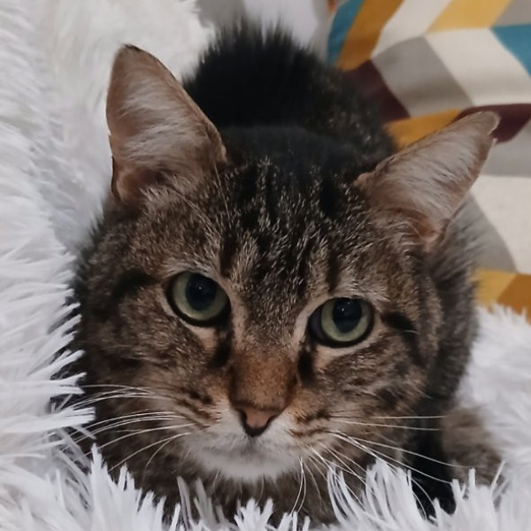 Choko