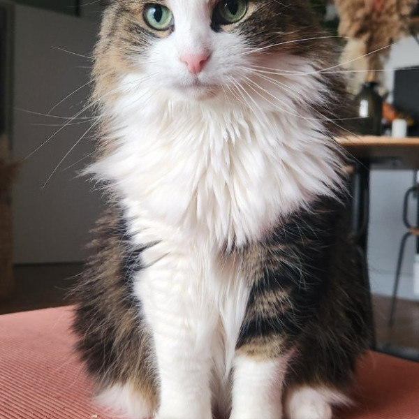 Jude