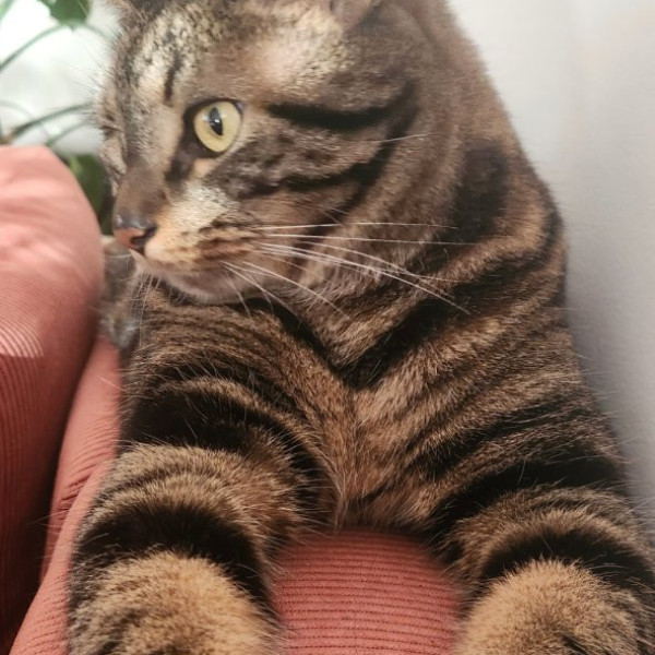 Paco