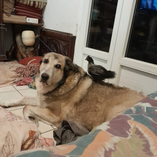 Perla