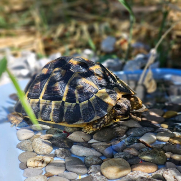 Speedy