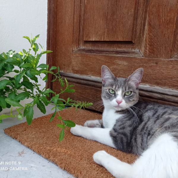 Minette
