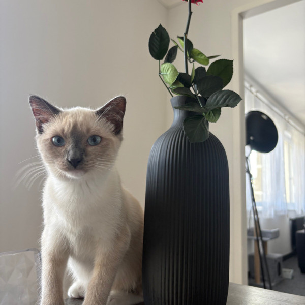 Kiara