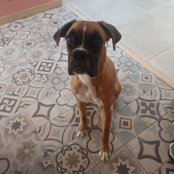 Bélo