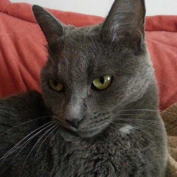 Louloutte