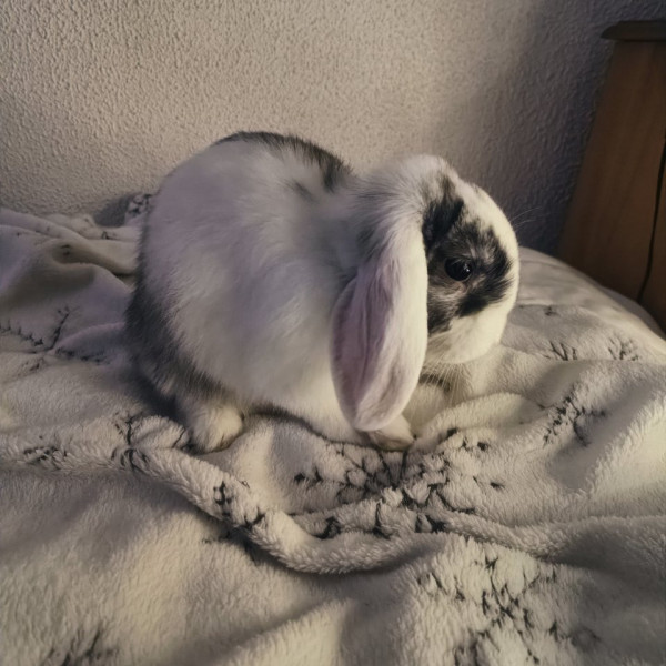 Yuki