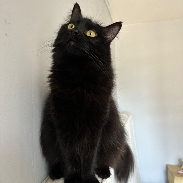 Kali