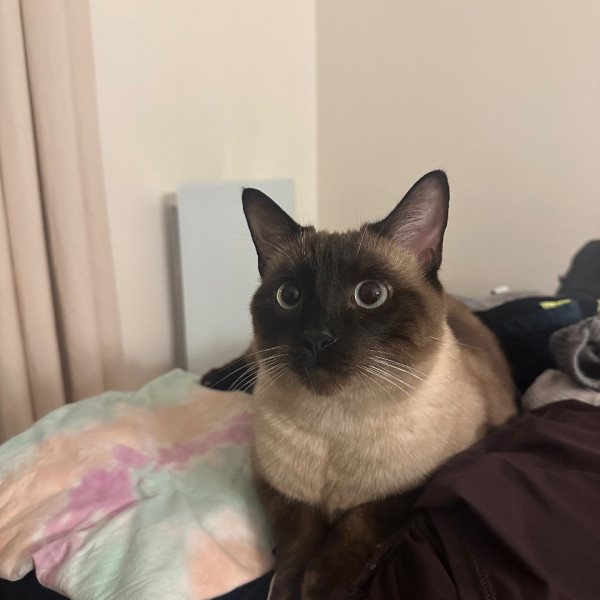 Loki