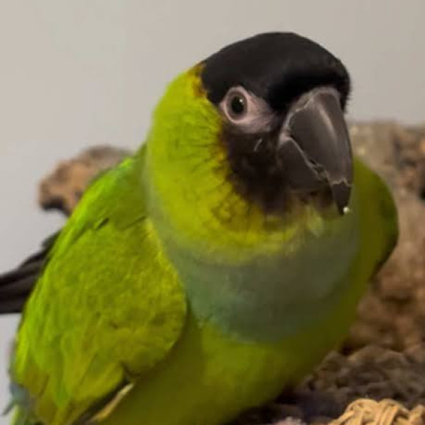 keesao