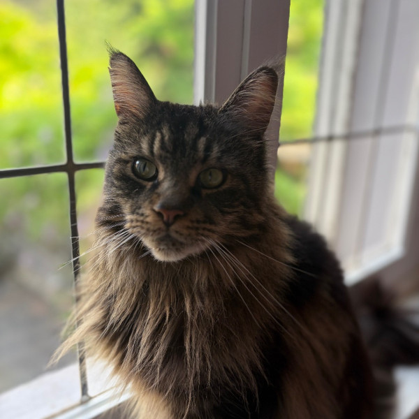 Shiva