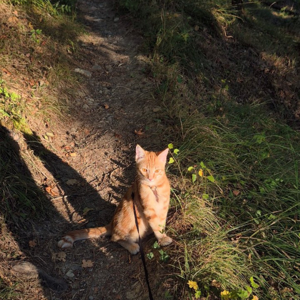 Minou