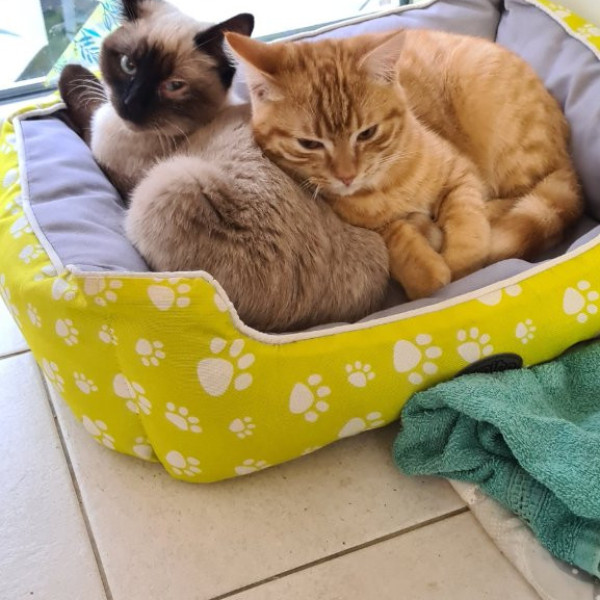 Loki et louna