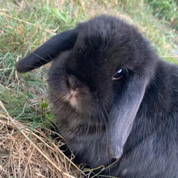 Nala