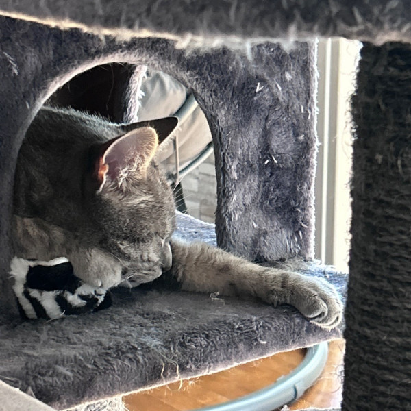 Kovu