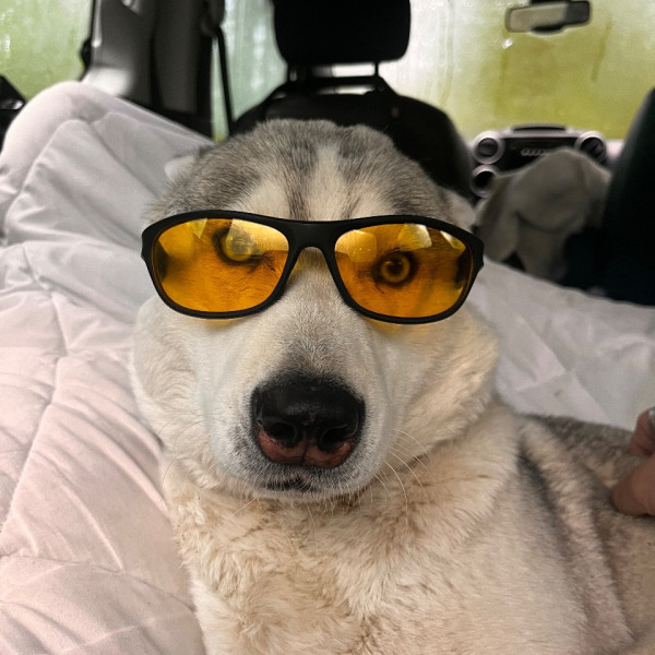 Stella