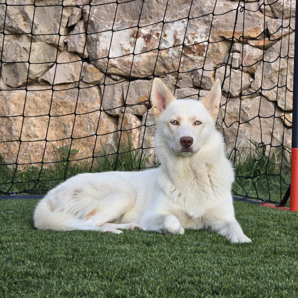 Hera