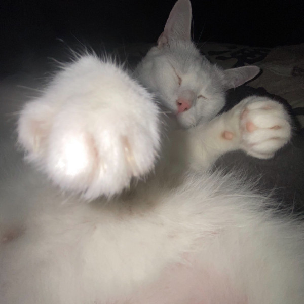 Catsumie