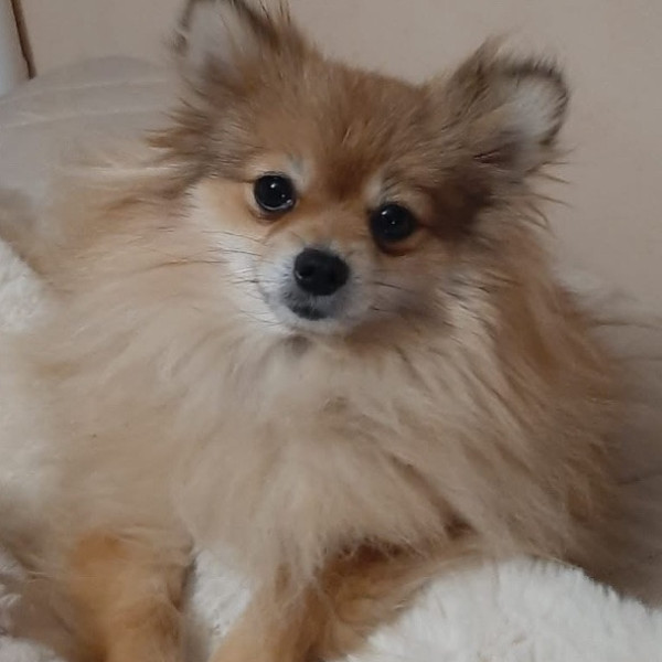 Bella